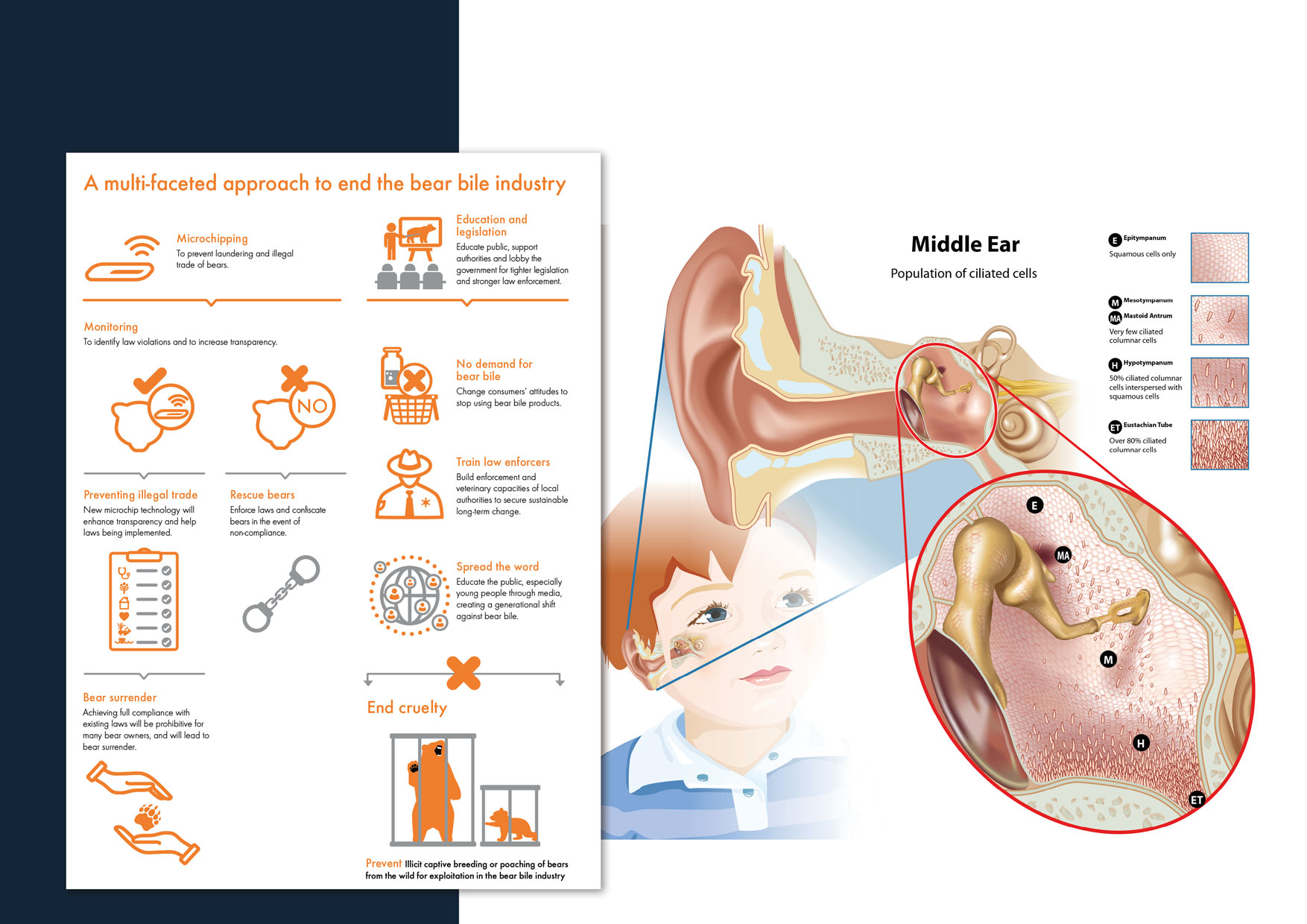 Graphics Ear diagram and infographic bears